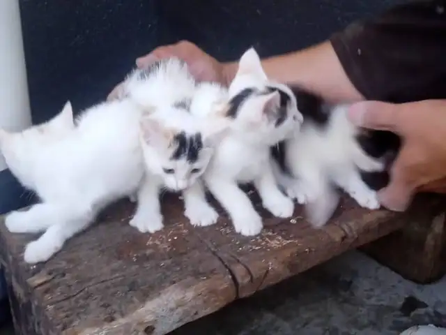 Пишакчахо, Душанбе