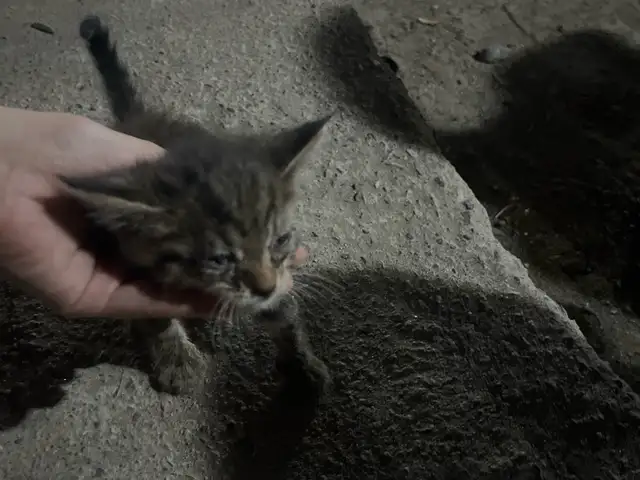 Котёнок даром, Душанбе