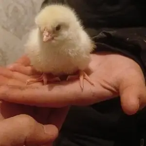Чучахои бройлери, Душанбе