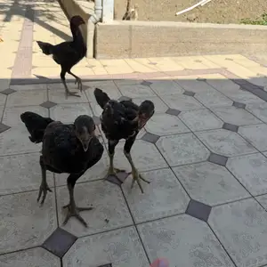Даканг, Канибадам