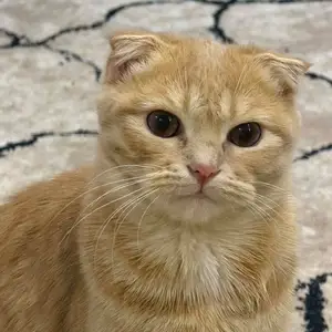Кошечка, Хуҷанд