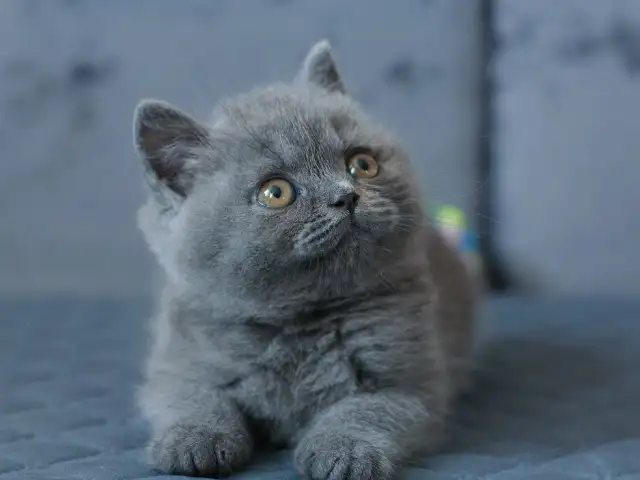 Шотландский котенок, Душанбе - 3