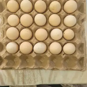 Тухми Рябушка, Гиссар