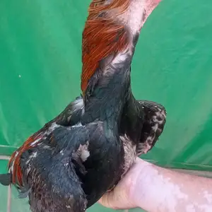 Тухми дакан О шамо Ветнам, Рӯдакӣ
