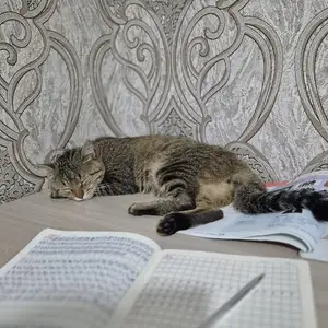 Кот, Душанбе