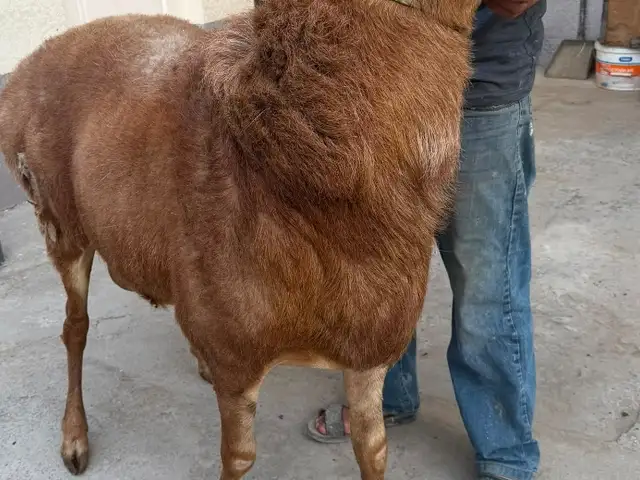 Кушкор, Хуҷанд