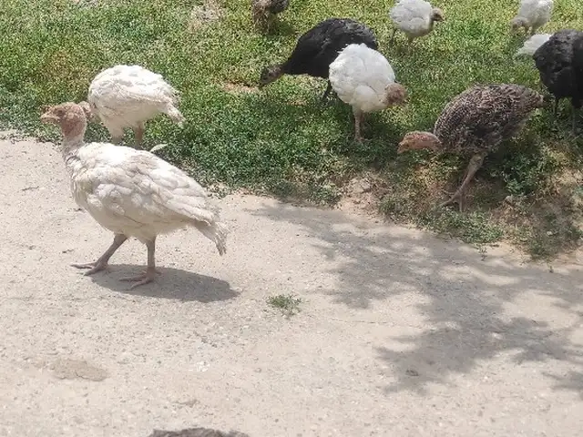 Чучаи индюк, Ваҳдат