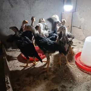 Чучаи дакан, Яван