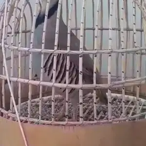 Кабк, Душанбе