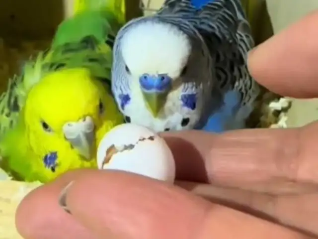 Попугай, Душанбе