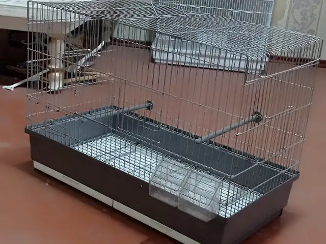 Клетка для птиц, Душанбе
