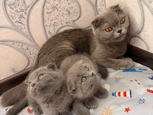 Шотландские кошки, Душанбе