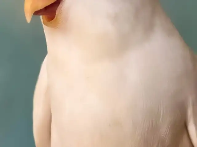 Попугай, Душанбе