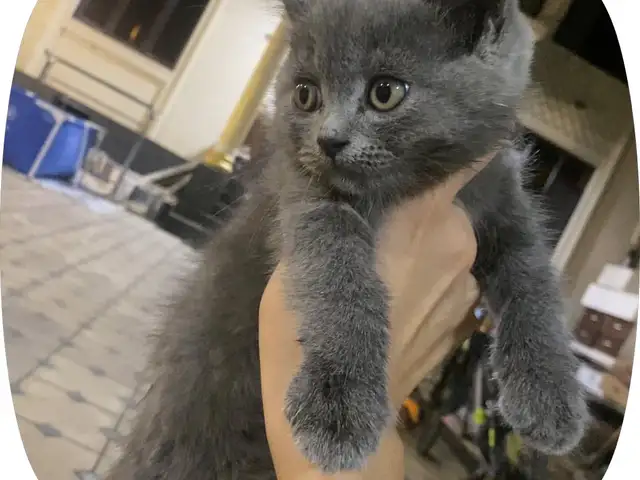 Британский котенок, Душанбе