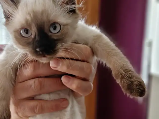 Сиамская Кошка, Душанбе