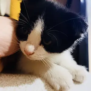 Шотландские вислоухие котята, Душанбе