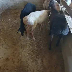 Гуспандои кушкор, Хуҷанд