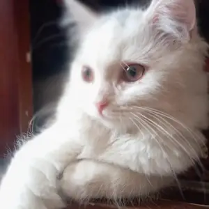 Шотландская кошка, Душанбе