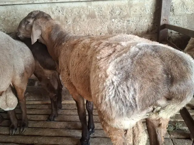 Баран, Хуҷанд