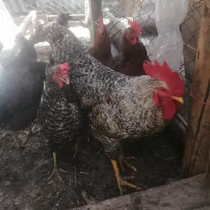 Мурги доминант, Вахдат