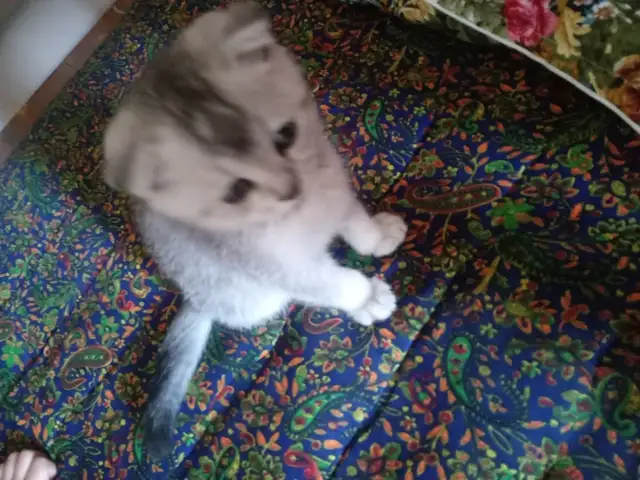 Шотландская кошка, Хуҷанд