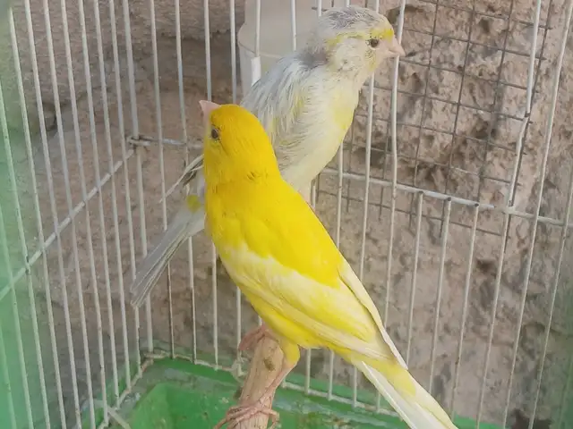 Канарейка, Душанбе