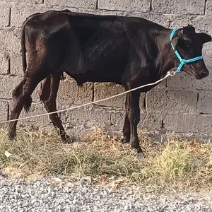 Буқа, Душанбе