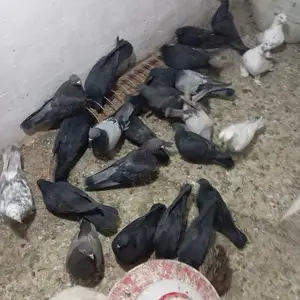 Кафтар, Душанбе