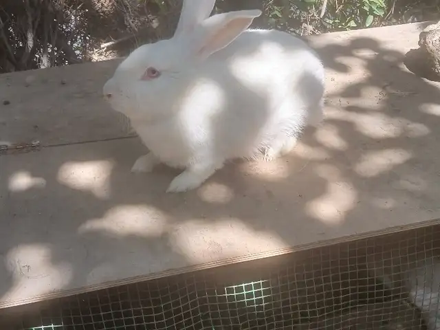 Кролик Хикол, Худжанд