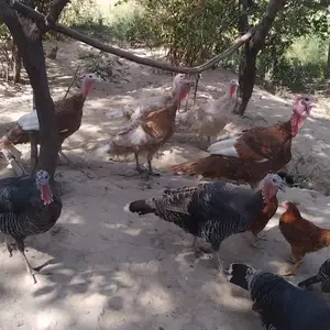 Индюк, Гиссар
