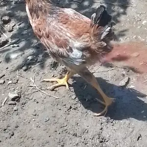 Чӯҷа, Канибадам