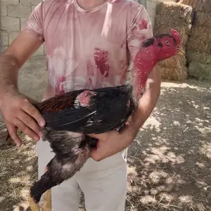 Дакан, Душанбе