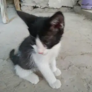 Кошка, Хуҷанд