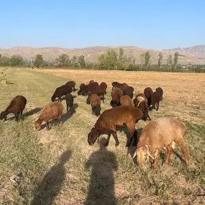 Кушкор бара, Душанбе