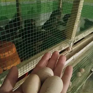 Тухми кабки дулани Эрон, Душанбе