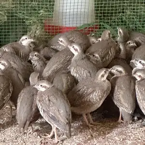 Кабк, Душанбе