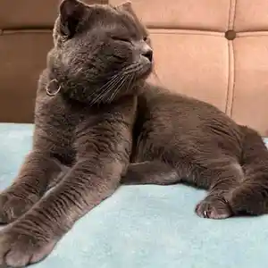 Чистокровный шотландский кот на вязку, Душанбе