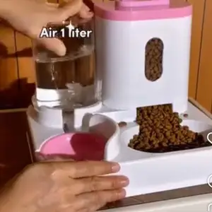 Миска для котят, Худжанд