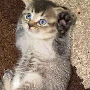 Шотландский кот, Душанбе