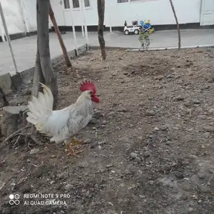 Хуруз, Душанбе