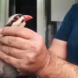 Кабк, Душанбе