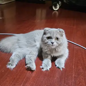 Шотландский длинношерстый вислоухий котик, Душанбе