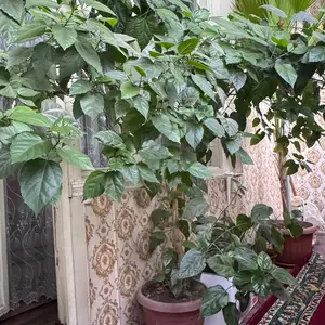 Китайская роза, Душанбе