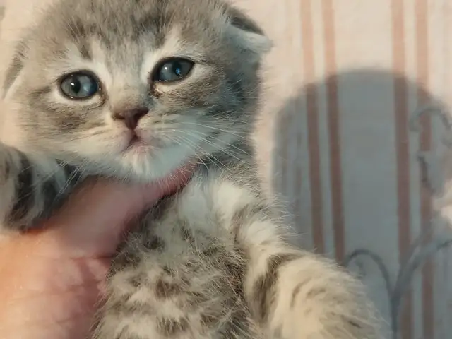 Котики шиншилла, Душанбе