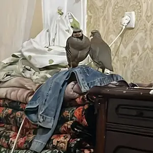 Кабк, Худжанд