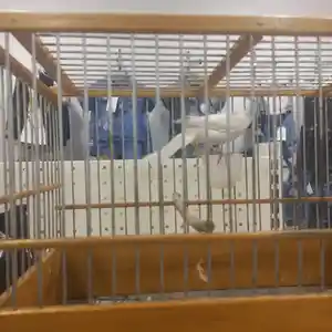 Канарейка, Душанбе