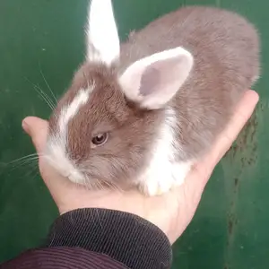 Харгушчаи хушрувак 9км, Душанбе