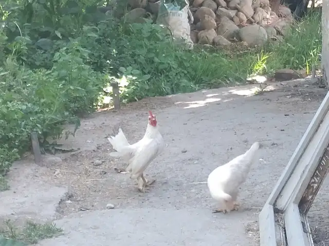Мурги Японча пара, Шахринав