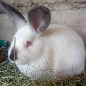 Харгуш, Худжанд
