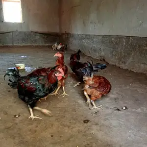 Мург, Ҷалолиддин Балхӣ (Румӣ)